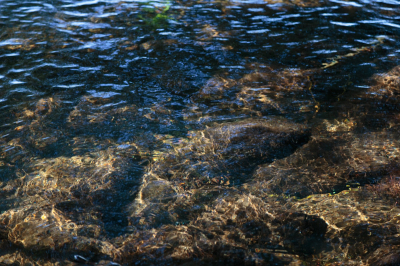 Een tijdje terug heb ik een foto geplaatst van  "Lepelaarpad/Zeeroverseiland richting Lepelaarplassen". Even later heb ik bovenstaande foto gemaakt van het water (vanuit onder de boom), ik was verbaast over de helderheid van het water. Bedenk dat het in het midden van de foto ruim een halve meter diep is.