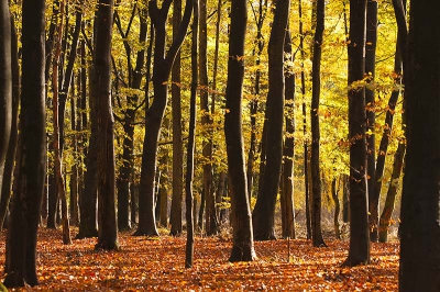 Afgelopen zondag geprobeerd de herfstkleuren in het bos vast te leggen. Tips ter verbetering zijn van harte welkom