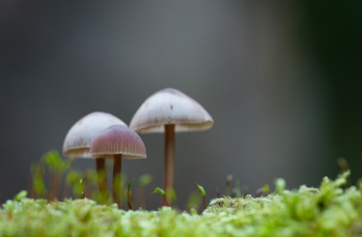 Op een groen bemoste boomstronk stonden ze als enige van het mooie uitzicht te genieten. 

Als iemand de naam van de paddenstoel weet, hoor ik het graag :)