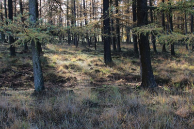 Foto is 's morgens gemaakt, na een nacht vol regenval. Gelukkig liet de zon zich zien, waardoor een mooie lichtval te zien is, dat je het bos 'intrekt'. De locatie is een lariksbos dat grenst aan de Oud-Reemsterhei.