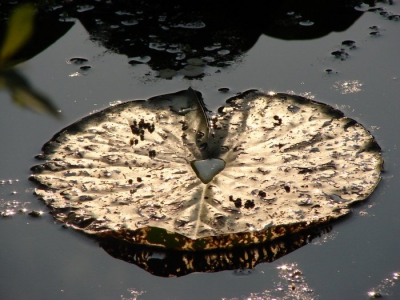 Dit is nou een foto waar ik geen raad mee weet,ik keek tegen de zon in toen ik het blad zag, het half vergane blad leek wel van goud. Een foto was zo genomen. Mooi?? dat laat ik aan jullie over!