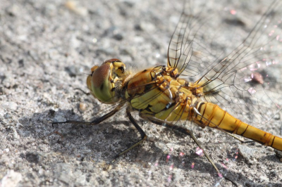 De dag dat ik mijn camera kocht en onderwerpen zocht in eigen tuin streek deze libel vlak bij me neer.
En van mijn allereerste macro-foto's.