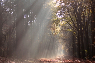 tijdens een wandeling door het bos, op het grote pad deze zonneharpen vast gelegd, ook het licht was erg mooi.