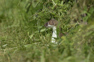 Eentje van in de zomer nog, ze zullen nu al bijna in hun witte wintervacht zitten