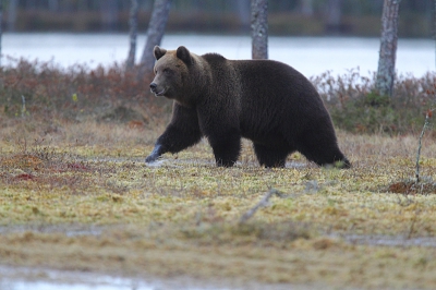 In het begin van oktober is het al volop herfst in het oosten van Finland. Nu zijn ze in een diepe slaap, prachtig zou dat zijn toch? Een paar maandjes slapen......