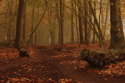 Mistig, vanuit een laag standpunt. Het pad trekt je bos in. Dit is een klein bos waar ik veel kom, maar waar het moeilijk is een goede compositie te krijgen.