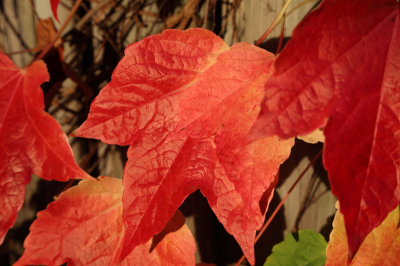 Herfst betekent voor een ieder iets anders dan voor een ander, voor mij zijn de briljante kleuren van belang. In het voorjaar kijk ik uit naar de frisse groene knopjes, gedurende de zomer is het groen. In het najaar verkleuren de blaadjes en als de zon schijnt en de afgevallen bladeren van de boom van de buren het toelaten (schaduw) en ook nog de zon zijn werk doet dan heb je een 30 tal minuten om te genieten van de bovenstaande kleuren.