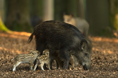 Al een hele tijd niet actief geweest hier, maar ik hoop mn leven te beteren:) Bijkomend voordeel is dat ik weer wat mooie foto's in petto heb. Hier een foto van een overloper met 2 drinkende biggen. Voor deze foto's heb ik heel wat avonden gepost, maar de aanhouder wint!