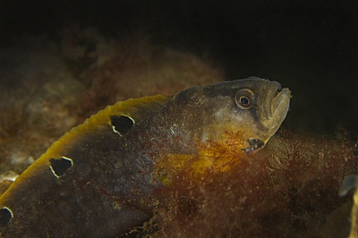 Opname gemaakt met Olympus PEN E-PL1 met 12-50 mm objectief op macrostand in een OLympus onderwaterbehuizing. Camera op manual / handmatig diafragma (f=8) (t=1/60). ingeflitst met 2x Sea & Sea YS-110 Alpha