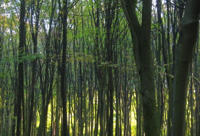 Dit is een flinke crop van een opname, alleen om te laten zien waaruit de opname in het album 'Diverse natuur / Miscellaneous' met bovenstaande naam ontstaan is. De link staat hieronder bij het eerste commentaar.