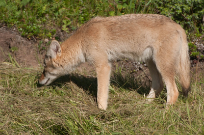 Jammere genoeg verdween het dier zonder op te kijken in de struiken. Daar keek ie nog wel even in het rond en was daarma verdwenen.