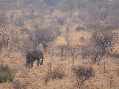 Soms heb je zelf een gevoel bij een foto en vind je hem daarom erg mooi. Bij deze foto van een olifant heb ik dat gevoel en ben benieuwd of jullie dat ook hebben. 
De foto is wat later op de dag gemaakt en het licht was niet best meer. Op de n of andere manier spreekt mij het totaalplaatje aan....