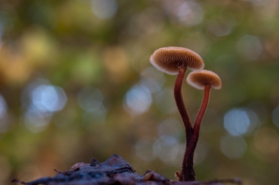 groeit op een denneappeltje, van onder af met het gebladerte als achtergrond met macro sigma 50mm