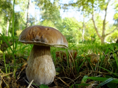 op een mooie laatste vakantiedag in het Arboretum in de Lutte (Twente). zonnig weer en alle tijd. Volop paddestoelen en kleuren die dag.