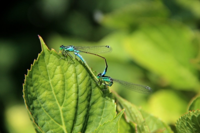 Afgelopen zomer genomen in de tuin. De twee komen mooi uit in het frisse groen.