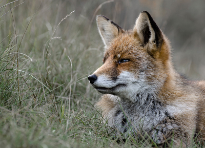 Tijdens een relatief sombere dag geschoten op de Amsterdamse Waterleiding Duinen.