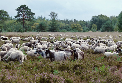Deze had ik nog liggen. Lijkt mij wel aardig voor de meningen. Het landschap is puur natuur. De kudde is een cultuuruiting maar m.i. veel natuurlijker dan gebouwen, stalen windmolens en stroken asfalt. Ben benieuwd.