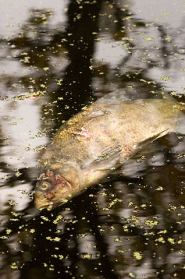 Een dode brasem dreef in de gracht. Een treurig onderwerp dat niet doelbewust lelijk in beeld is gebracht.