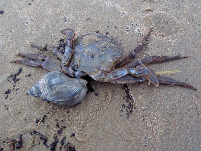 <i class='fa fa-user'></i> Boot | Gewone Zwemkrab  <i class='fa fa-eye'> 163</i>   <i class='fa fa-comment-o'> 0</i>