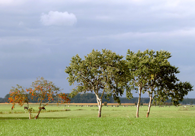 Mijn uitheemse schaapskudde kwam er terecht niet door.
Een landschap met  grazend vee misschien wel.
