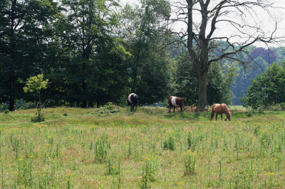 <i class='fa fa-user'></i> Mark van Veen | Begrazing in Houdringe  <i class='fa fa-eye'> 182</i>   <i class='fa fa-comment-o'> 2</i>