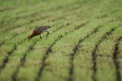 Anti-natuur 
Vrijwel alle weiden in Nederland staat het bodemleven onder druk door overmatige bemesting. Doordat het genjecteerd wordt, spoelt het niet direct in het oppervlaktewater - da's gunstig. Helaas sijpelt het nu naar het diepere grondwater en vormt daar onder andere een bedreiging voor de drinkwatervoorraden. 

Tijdens het injecteren wordt de bodem gescheurd (niet zoveel als bij ploegen) en vergiftigd. Het bodemleven zoekt de oppervlakte en is toegankelijker voor predatie. Zie hier de foto.

Merk op dat de vogel onder de koeienschijt zit. Van zelfsprekend staat het beest hier zo onnadrukkelijk mogelijk in beeld, vogels zijn voor de [url=http://www.birdpix.nl/album_page.php?pic_id=131476]zustersite[/url].  

In een willekeurig grasland kan ik geen natuur zien. [url]http://www.birdpix.nl/album_page.php?pic_id=215862]Uitzonderingen[/url] bevestigen de regel.