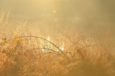 na een vroege ochtend mist  kwam de zon om half 10 toch door .
Deze is tegen de zon in genomen om want dan kan je de details  zien in de gras rand van het ven