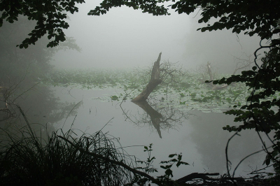 <i class='fa fa-user'></i> Veganpix | Bosvijver in de mist  <i class='fa fa-eye'> 281</i>   <i class='fa fa-comment-o'> 13</i>