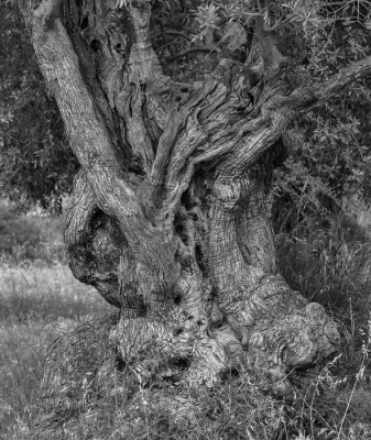 Zwart/wit weergave van de eerder geplaatste olijfboom die nu in het landschappen (discussie) album staat. Deze is op groot formaat nog wel wat aantrekkelijker.