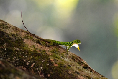 Tijdens mijn verblijf in een junglecamp nabij Batu puteh langs de rivier was dit reptiel geen zeldzaamheid. Echter door de manier van verplaatsen moeilijk te fotograferen. Dit exemplaar 'landde' enkele meters voor me op een boom en bleef geruime tijd zitten.