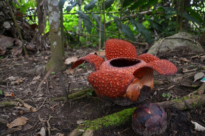 Een van de recordbrekers van de Borneose regenwouden. Deze Rafflesia staat bekend als grootste bloem ter wereld en parasiteert op bepaalde bomen. Staat maar circa 7 dagen per jaar in bloei, zijn status voor die periode is op de voorgrond te zien. Een imposante verschijning!
