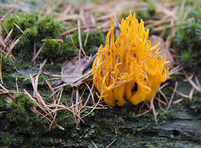 Deze gele koraal-zwammetje zorgde samen met zijn omgeving voor een rijk palet aan kleuren die elkaar versterken: de gele zwam en licht groene plekken op de tak,   

ik heb de plaat nu iets verscherpt