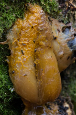 Samen met een medecursist deze slijmzwam gevonden. Hij is een paddenstoelen kenner, ik niet... we kunnen het niet thuisbrengen. Ook voor hem de eerste keer dat hij zoiets tegenkwam. Kan iemand ons helpen.
De zwam leeft op een oude beuk, die bedekt zit met allerlei andere paddenstoelen. Ik hou maar voor me waar het op lijkt........