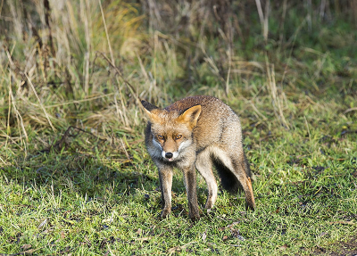 was mooi dag vandaag en geslaagd dag voor foto wener ik gelopen in het park komt deze vos vanuit het riet zonder bang te worden het was een jonge vos van dit jaar