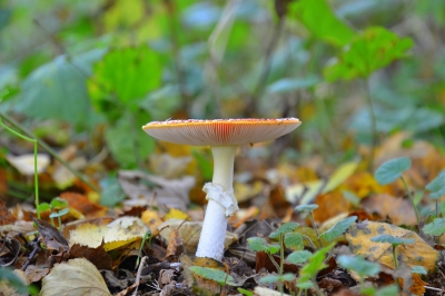 Ook zonder duidelijk zicht op de kenmerkende 'witte stippen' van deze algemene zwam blijft ie prachtig. De herfstige omgeving hoort er uiteraard helemaal bij. De focus ligt op de plaatjes.