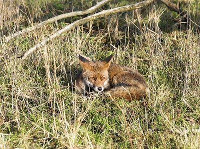 vandaag een mooi en zonzij  dag voor wandeling bij het bos ontmoete ik  bij zon  de vos  zon bat Niemen