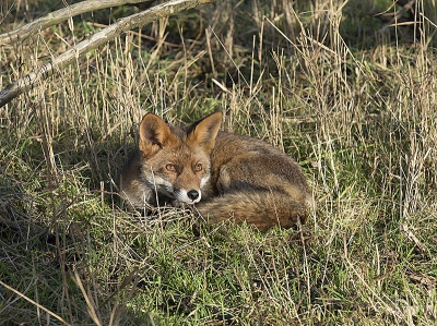 vandaag een mooi en zonzij dag voor wandeling bij het bos ontmoete ik bij zon de vos zon bat Niemen