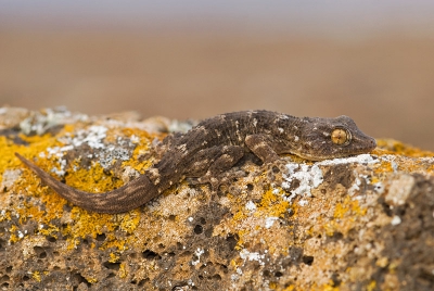 In de eerste week van december even lekker op vakantie geweest naar Fuerteventura. Al gelijk op de eerste dag vonden we deze Gekko. Deze wilde wel even mee werken.