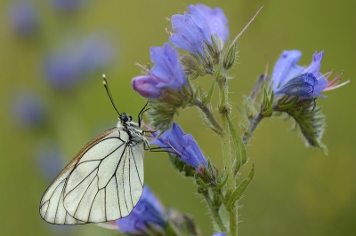 Een ochtend met heel weinig vlinders. Een groot gedeelte van het gebied werd tijdelijk (over)begraasd door schapen en dat was er ook aan te zien. Op n van de weinige plaatsen waar nog wat vegetatie stond een aantal van deze
vlinders gevonden.