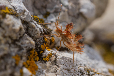 Toen we aan het kijken waren naar de gieren zagen we dit beestje. Het had de grote van een zaadje (ongeveer 1cm).
Omdat het zo een raar insect was wou ik graag weten wat het was. 
Alvast bedankt aan iedereen die het kan determineren.