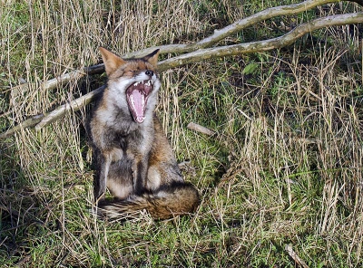 Vandag was een mooie dag fotografie in het park de vos was waker van het slaap