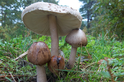 Net na een fikse regenbui, de zon stond op doorbreken. Het was de vrijdag na de grote storm, die toch de meeste paddestoelen ongemoeid had gelaten.