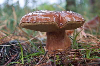 Net na de regen gemaakt. Camera op de grond, geen statief. Het was nog vrij donker in het bos, dus wat te weinig licht om ook de steel scherp te krijgen.