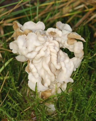 <i class='fa fa-user'></i>&nbsp;Colinda v/d Flier&nbsp;| Witte kluifzwam&nbsp; <i class='fa fa-eye'>&nbsp;201</i> &nbsp; <i class='fa fa-comment-o'>&nbsp;3</i>