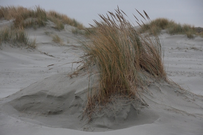 Grauw, maar gelukkig droog weer; dus zelfs geen waterig zonnetje. Wel wind, maar deze is niet storend.