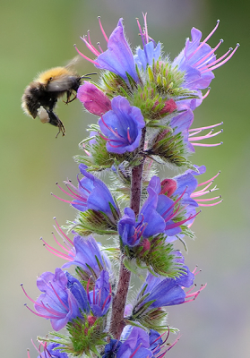 Speciaal voor Michiel extra ruimte voor de hommel
Meer ging niet, anders wordt m'n bestand te groot