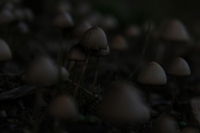 Ik heb geprobeerd om de mysterieuze sfeer van de franjevlekplaatjes in het schemer donker vast te leggen.
dit geeft een sprookjes achtig gevoel.