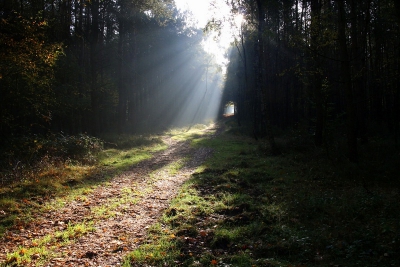 S,ochtends scheen de zon op een bijzondere manier door de bomen. je ziet eerst de Jacob,s ladder daarna het donker en dan gloort er weer licht heel fel.
laat je fantasy de vrije loop.