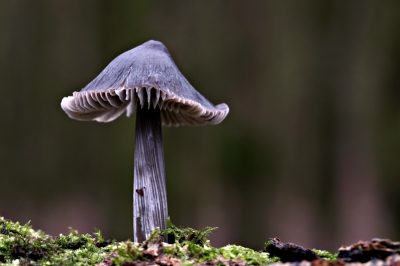 Beste wensen en een geweldig fotojaar!! 
Nog eentje van vorig jaar. Volgens de experts (Hans) een streepsteel mycena. Gevonden op een dode eiken tak. Ik ben vandaag nog eens terug gegaan,was nu al flink over de top.  Niet verwacht gezien dat er maar een paar dagen tussen zitten.