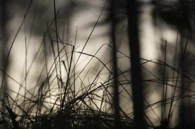 Ik zag in mijn camera een mysterieus gezicht
tussen de bomen of was het toch de fantasie 
die door mijn lens heen speelde.